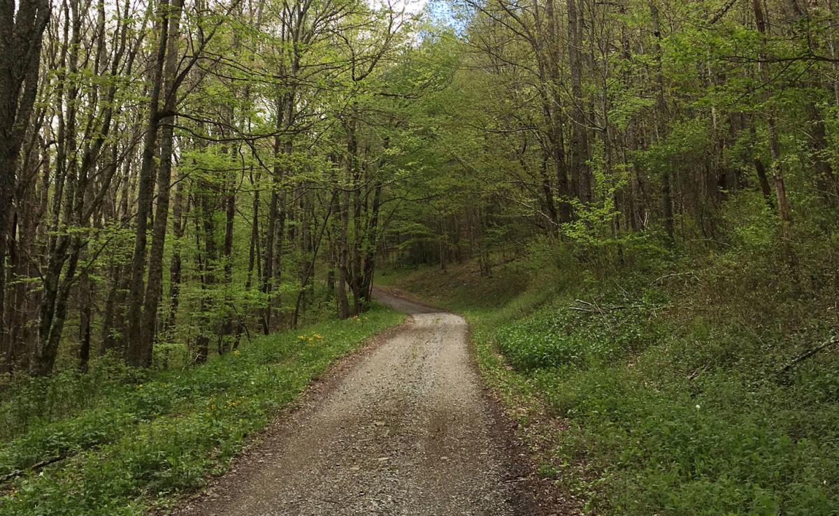 Forest_Service_Road_Lynn_Hotaling_79a60490-e2ab-4309-850f-7a48e49fedf6