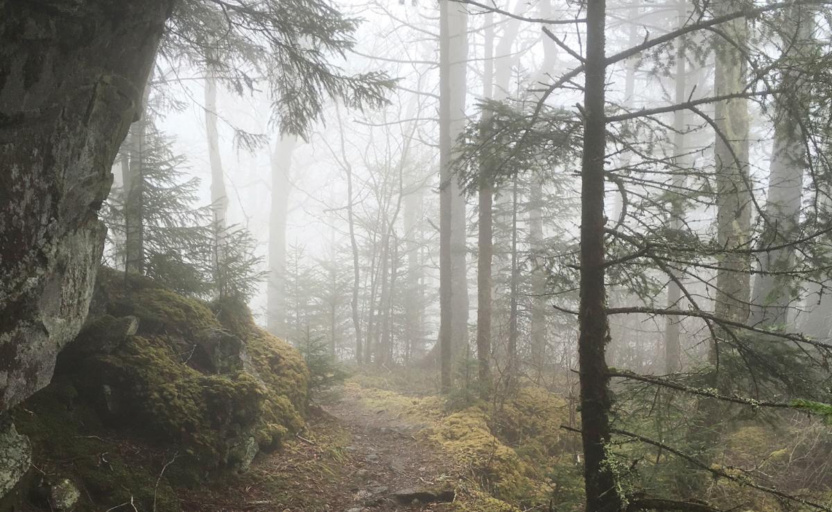 Misty_woods_Lynn_Hotaling_732c86c0-33ba-418c-9777-d36c959bf896