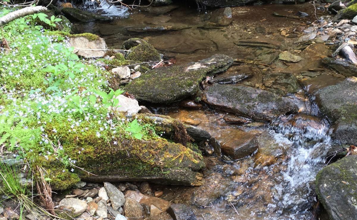 Rushing_Water_Lynn_Hotaling_861d934a-605e-4e5b-808a-1e7a1e654c16