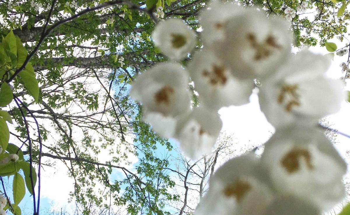 Silverbell_Lynn_Hotaling_92ac2834-df81-482e-b488-ae540e185f07