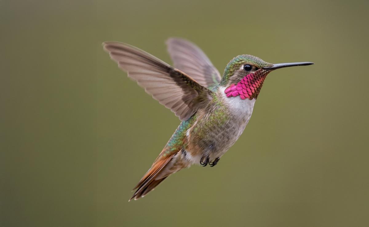 Broad-tailed Hummingbird (Bird Migration Blog)