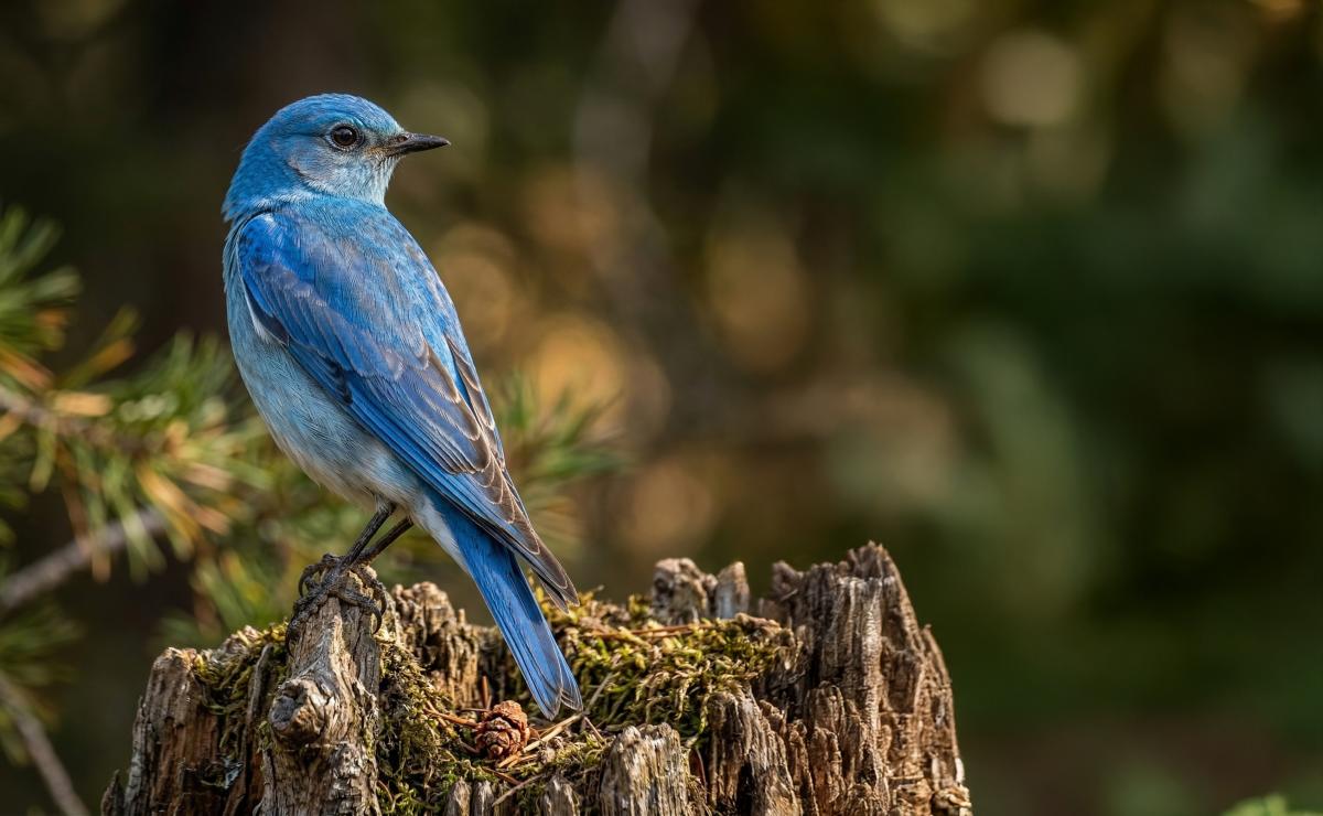 Mountain Bluebird (Bird Migration Blog)