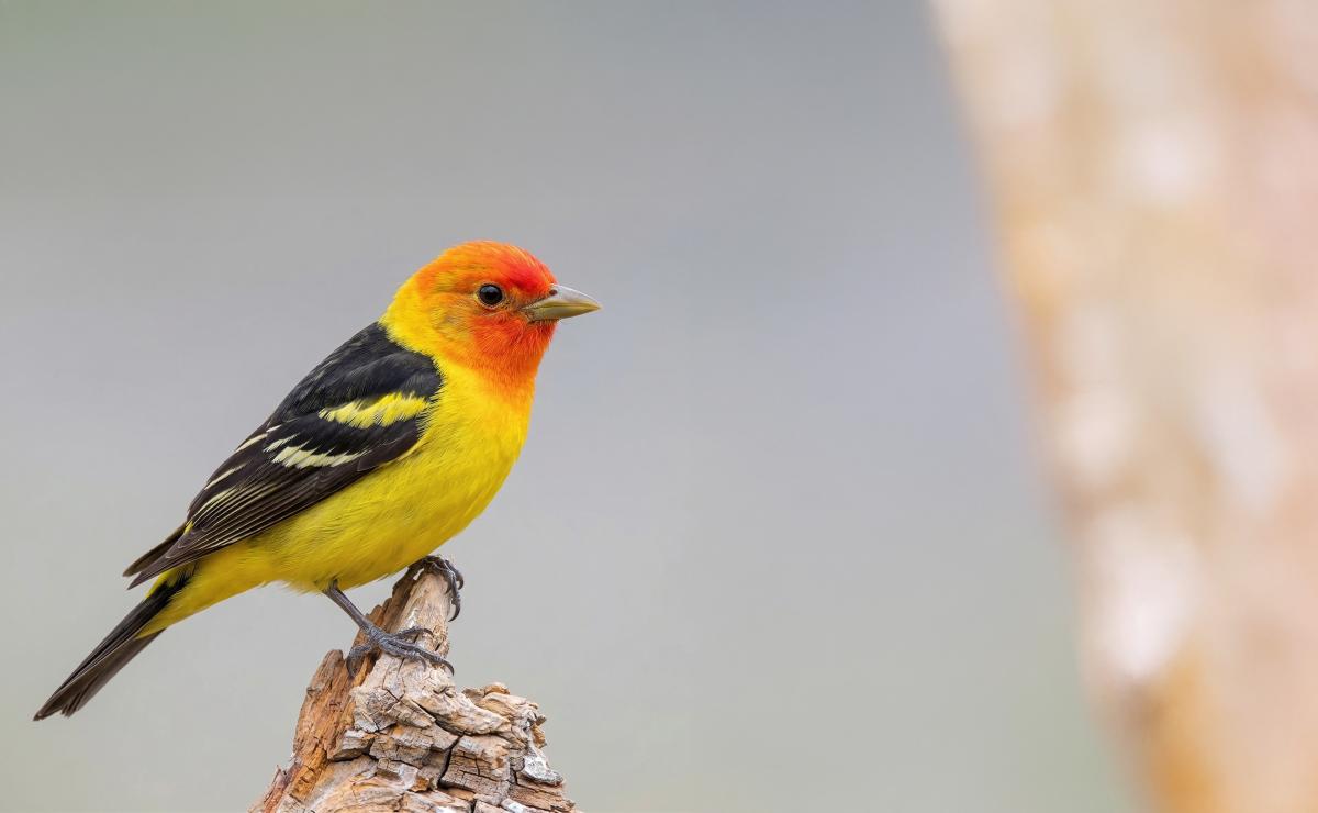 Western Tanager (Bird Migration Blog)