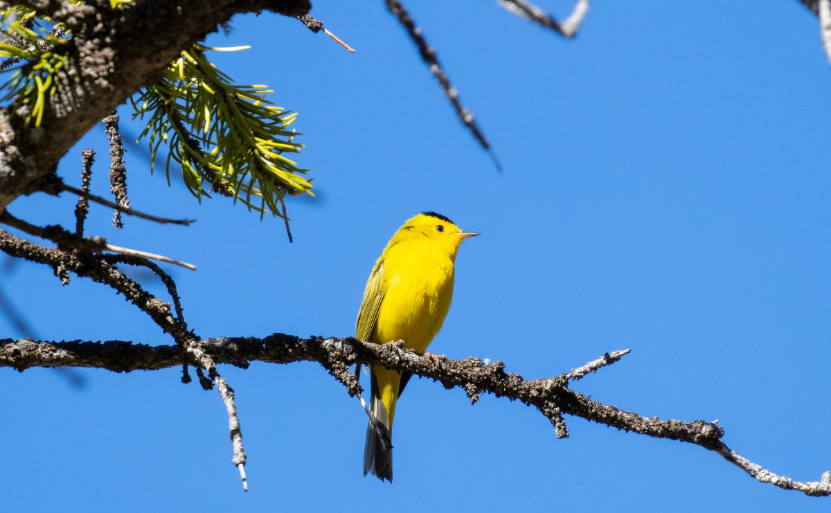 Wilson’s Warbler (Bird Migration Blog)