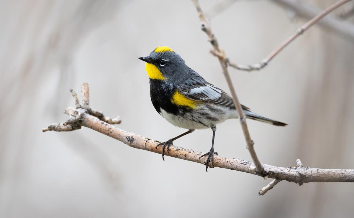 Yellow-rumped Warbler (Bird Migration Blog)