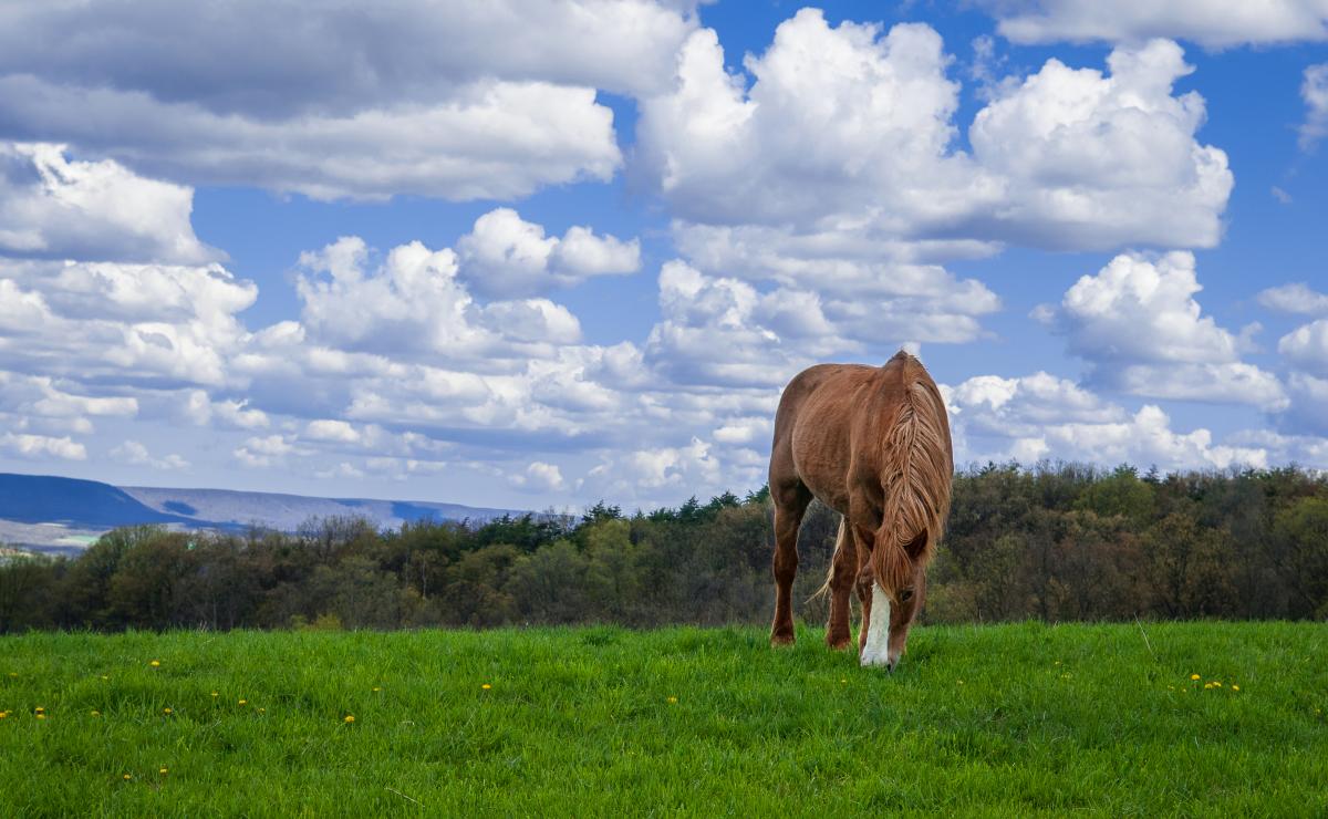 Horseback Riding - Nemacolin