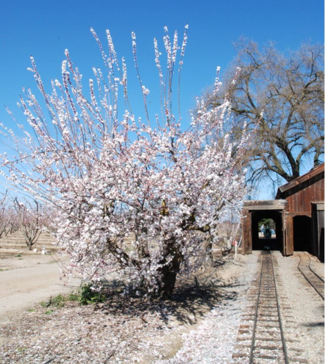 Hillcrest tree farm blossom train