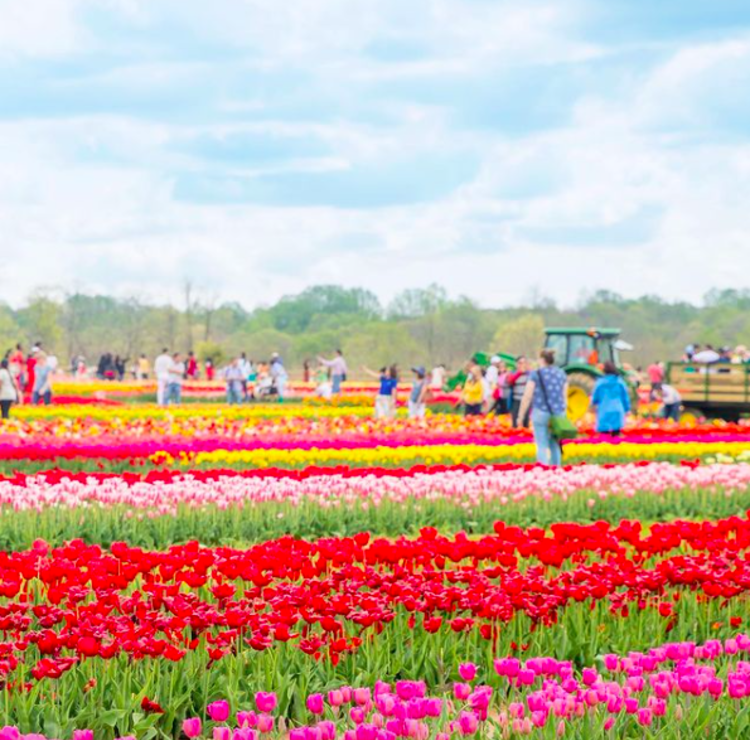 People picking tulips in the field at Holland Ridge Farms