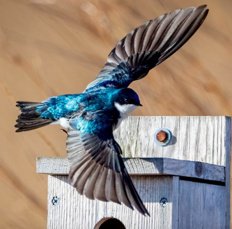 Best Bird Watching Spots Near Princeton | Birding Spots in Mercer County