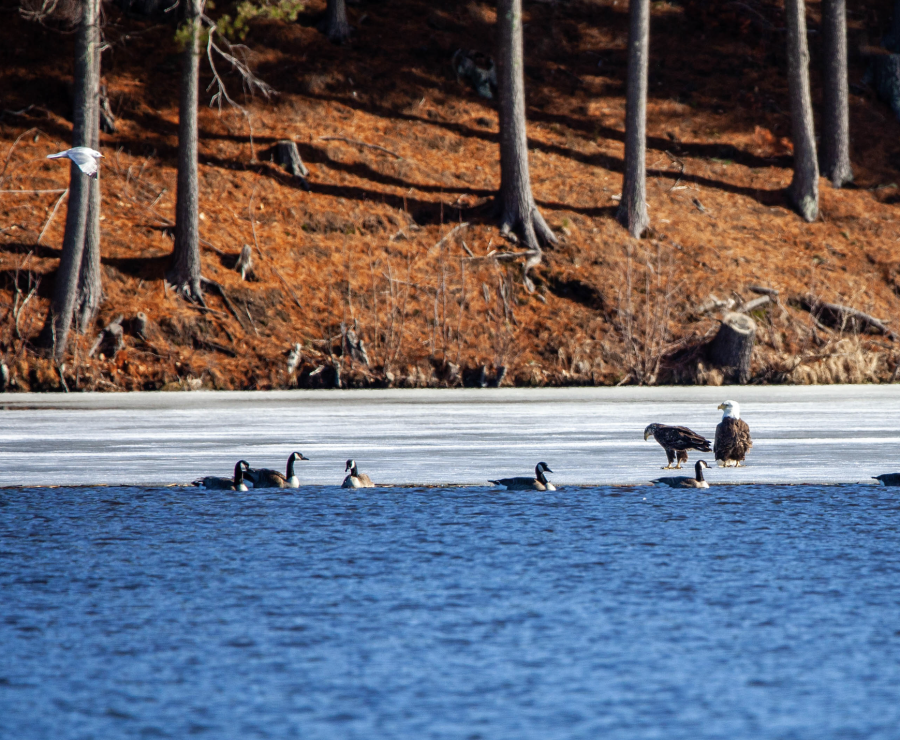 Immature Bald Eagle & Canadian Geese