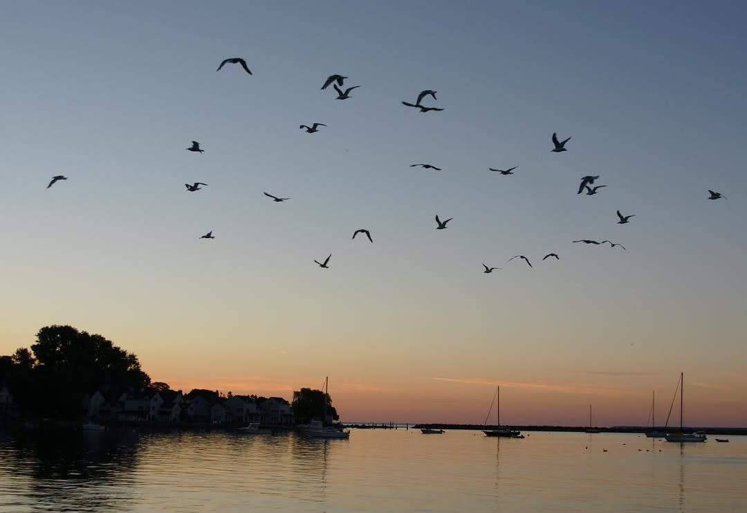 Flock of birds flying over the water off Mackinac Island at sunrise