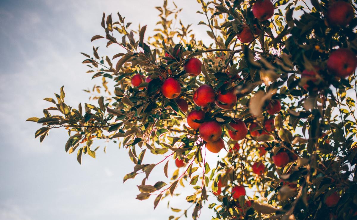 Generic Apple Orchard