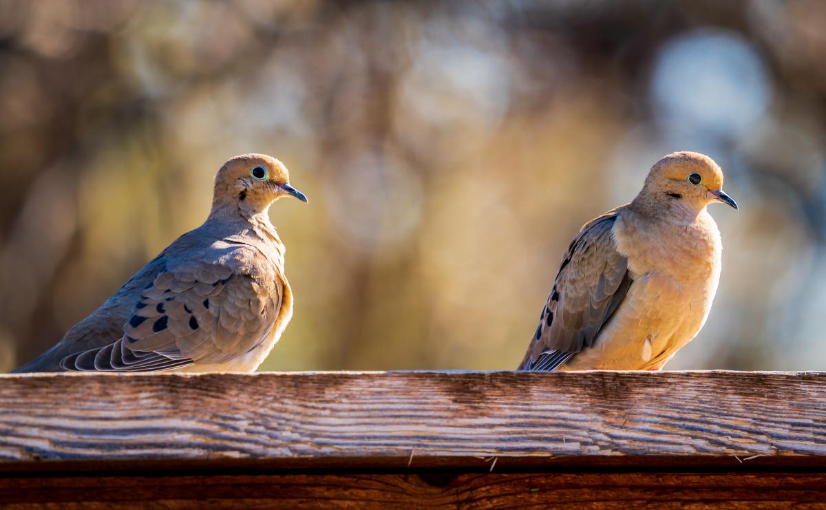 Steve Donovan/Audubon Photography Awards