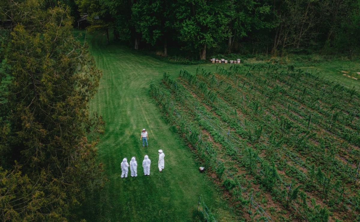 Meet the bees overhead