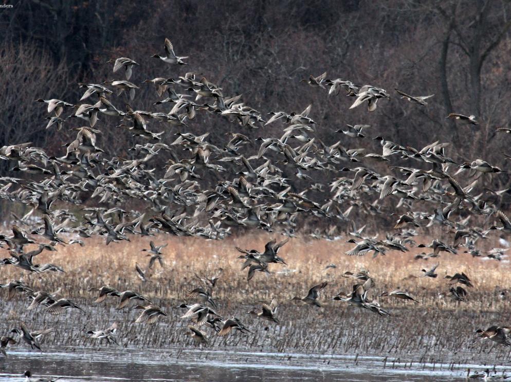 Northern Pintail Migration