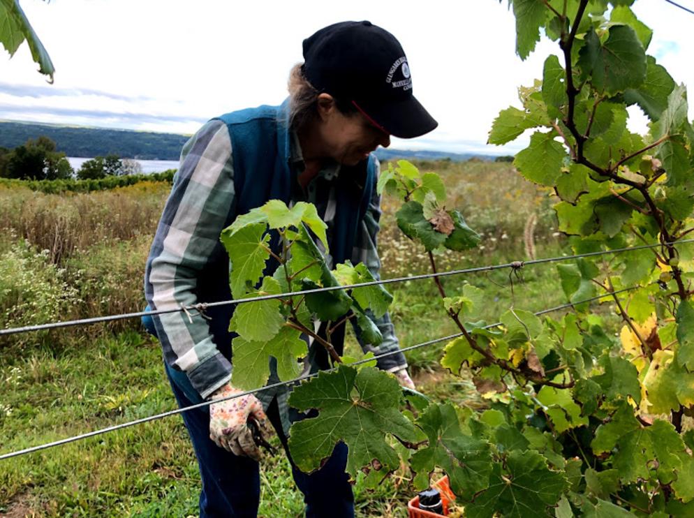 Hand harvest at Atwater Estate Vineyards