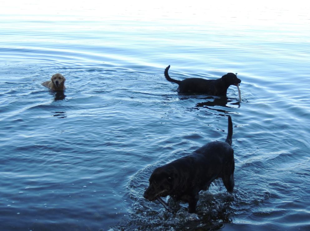 Dogs wading in Cayuga Lake