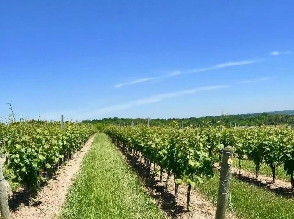 Vineyards at Six Eighty Cellars