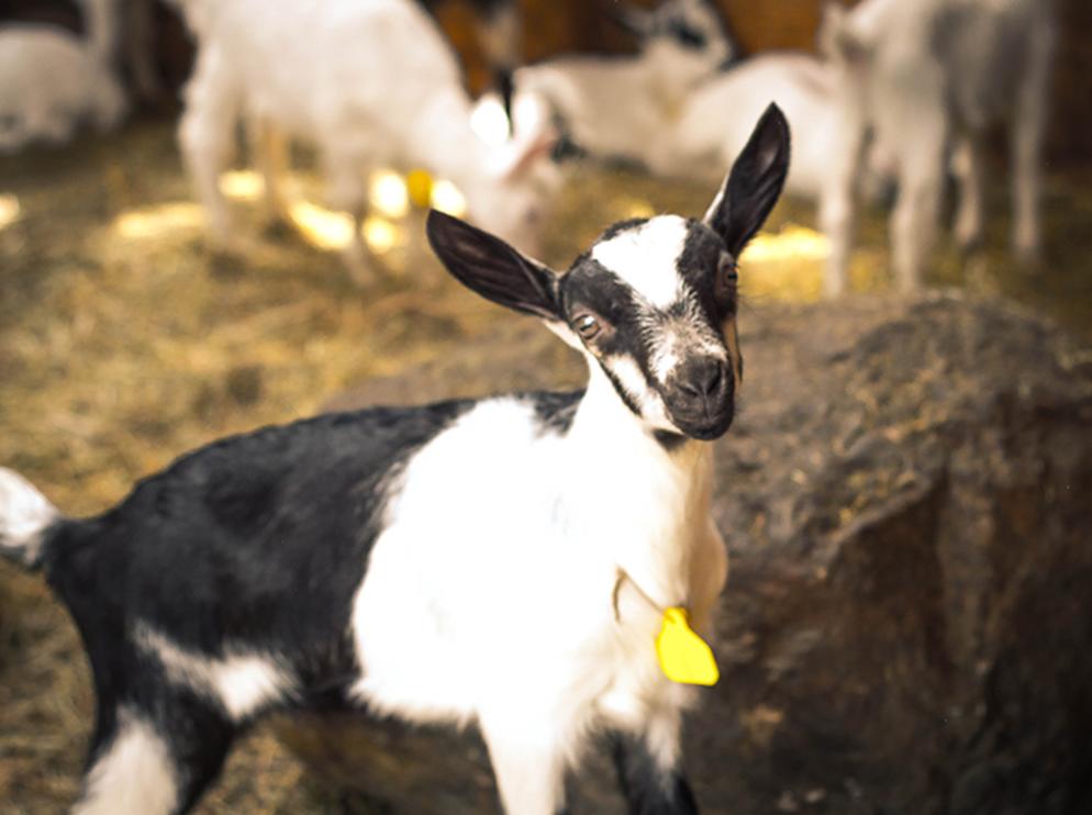 LIVELY RUN GOAT DAIRY