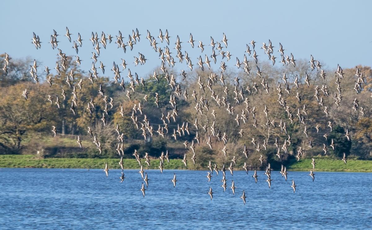 Pulborough Brooks