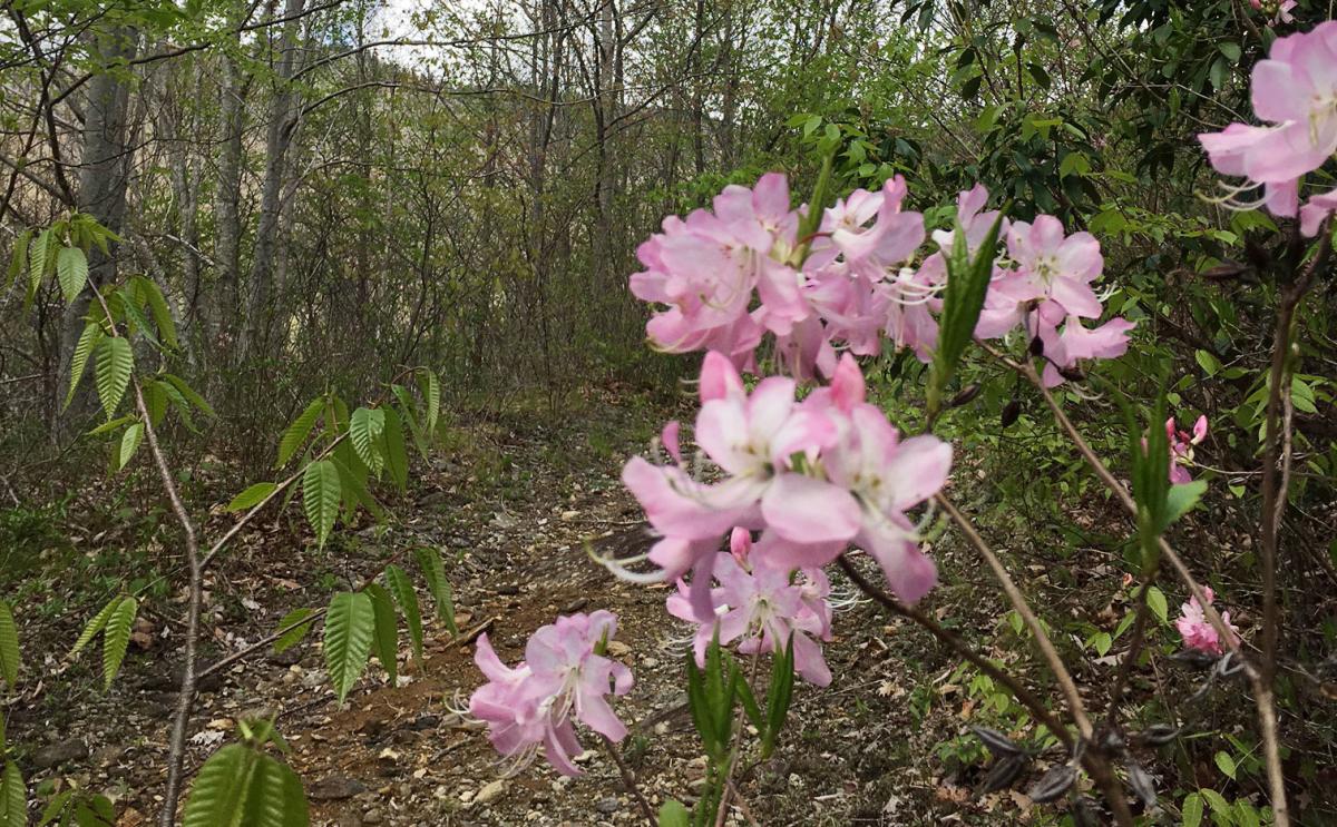 Pink_Azalea_against_blue_sky_Lynn_Hotaling_4ea99283-d755-4bc6-beb6-d2abd68939ee