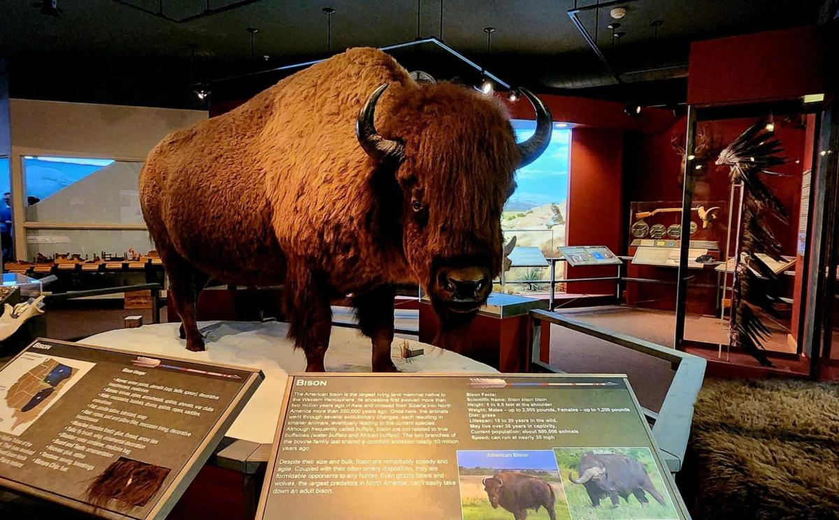 Wyoming State Museum is one of the best museums in Cheyenne, Wyoming. This image showcases a buffalo and the important fact about it!
