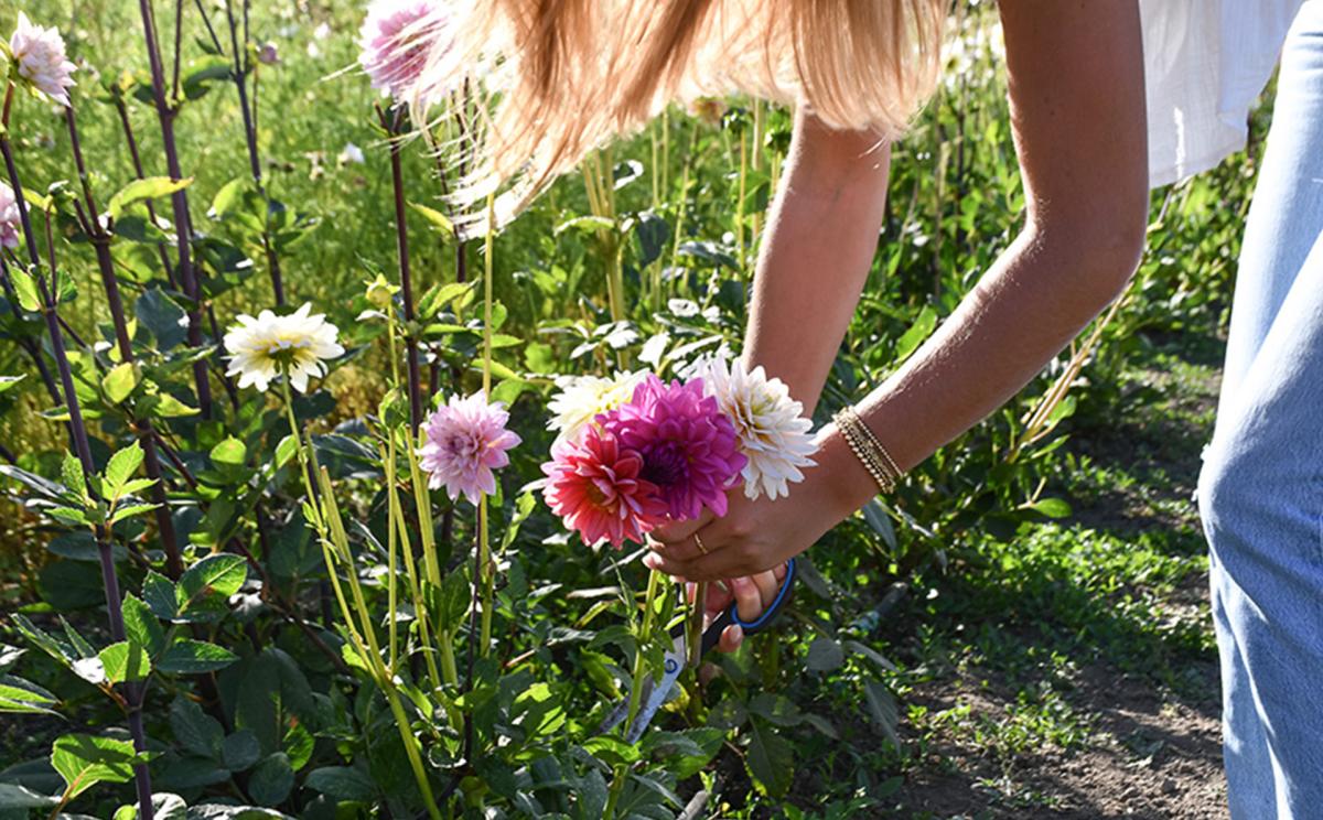 Girl picking pink and white flowers