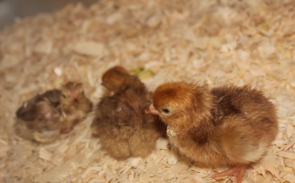 baby chicks
