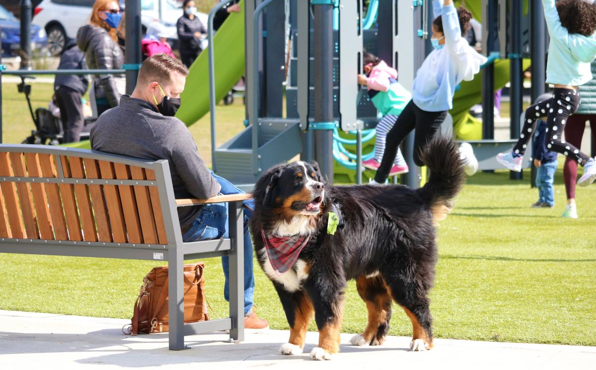 Bench at Juanita Beach playground with Bernese Mountain dog