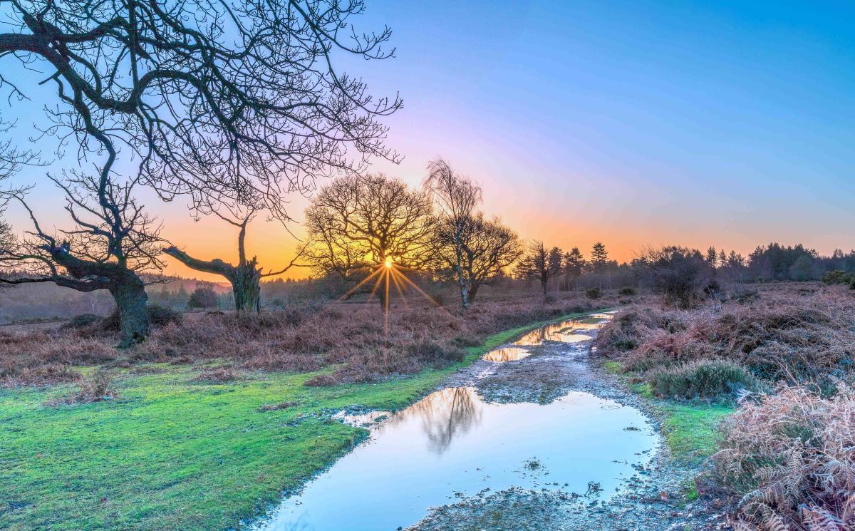Winter sunset in the New Forest