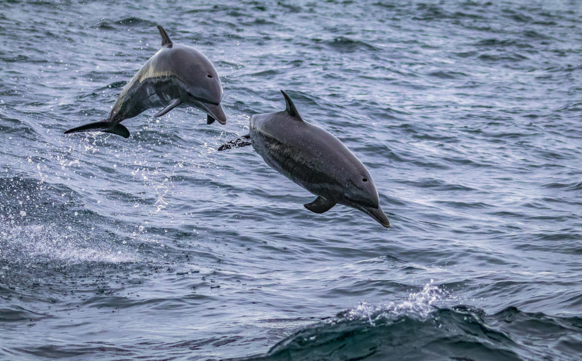 Dolphins