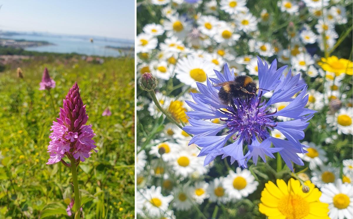 A composite of two photographs showing a pyramid orchid and a bee on a purple flower