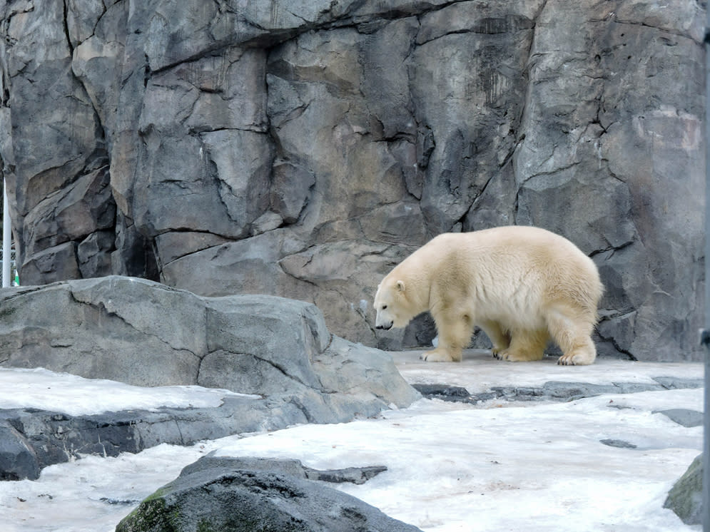 A polar bear at the Alaska Zoo