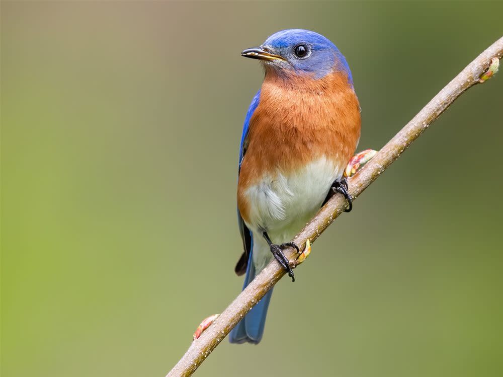 bird