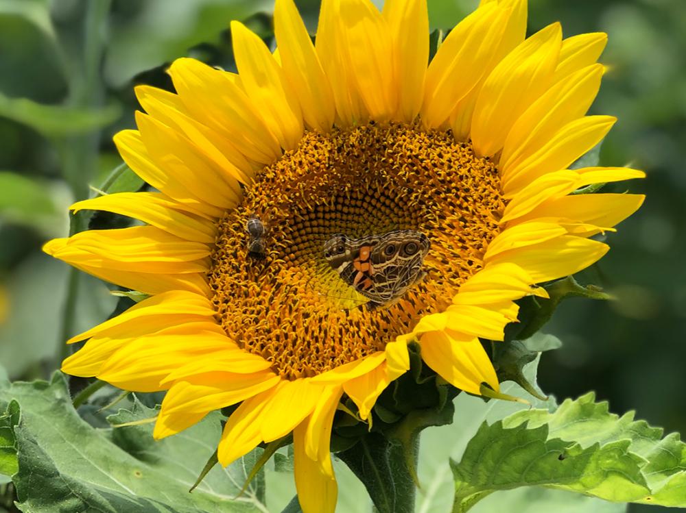 A bee and a butterfly share a sunflower in a field