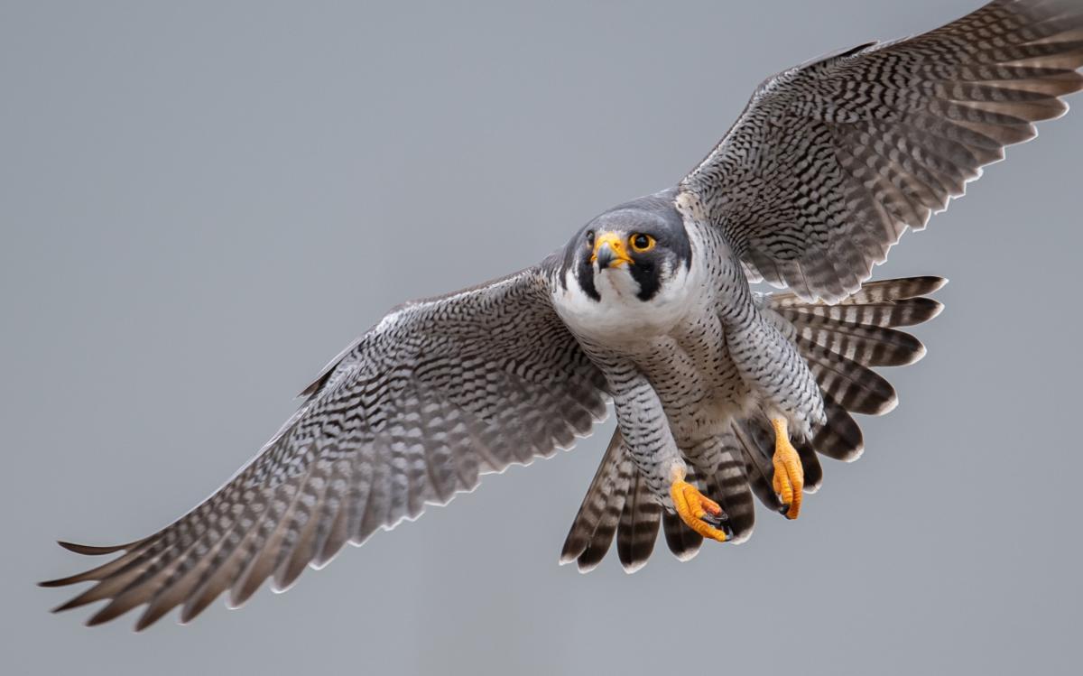 Peregrine Falcon