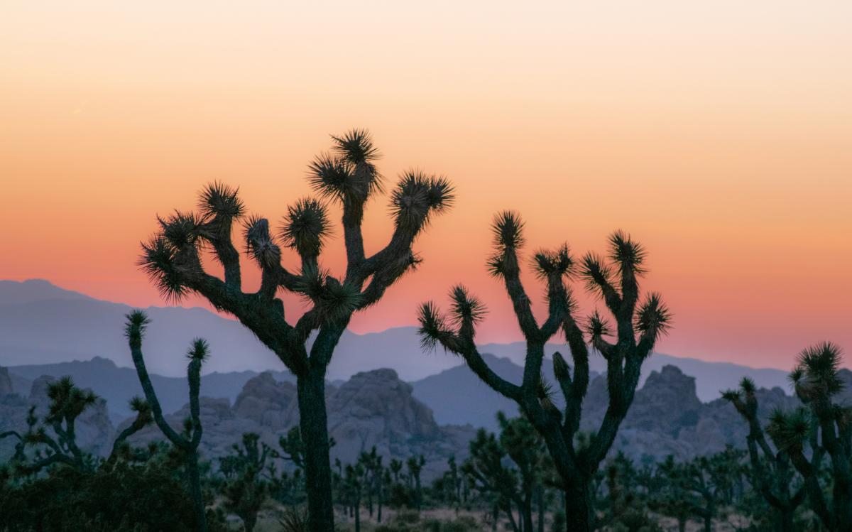 Joshua Tree