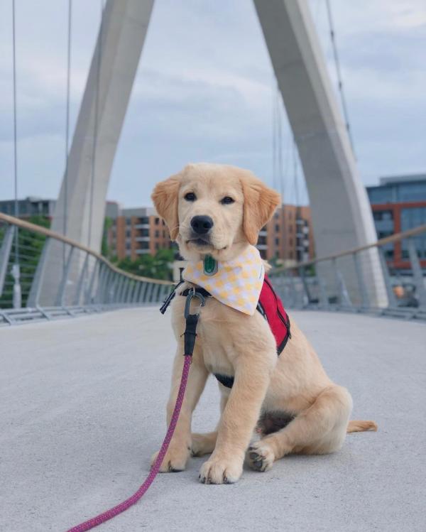 A yellow lab puppy on the Dublin Link pedestrian bridge