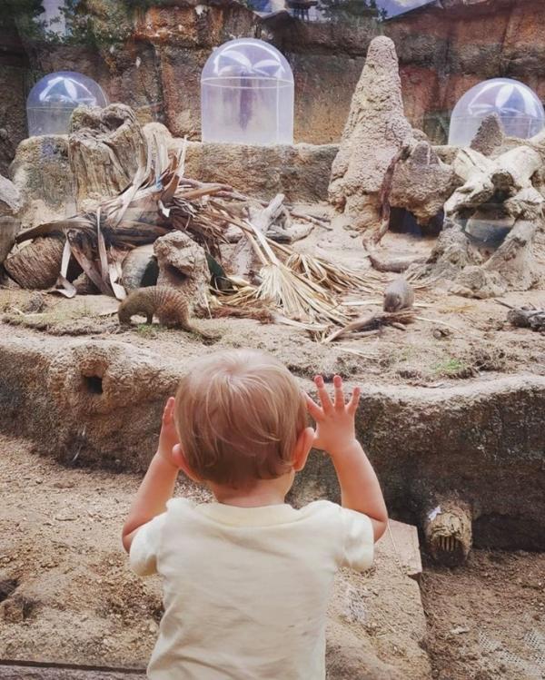 A boy with his face pressed against the glass at the Houston Zoo