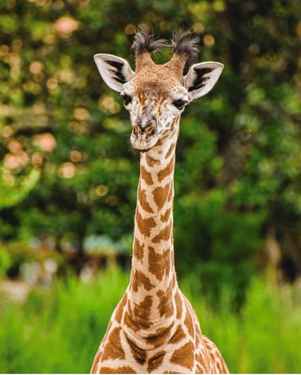 Giraffe At The Virginia Zoo In Virginia Beach