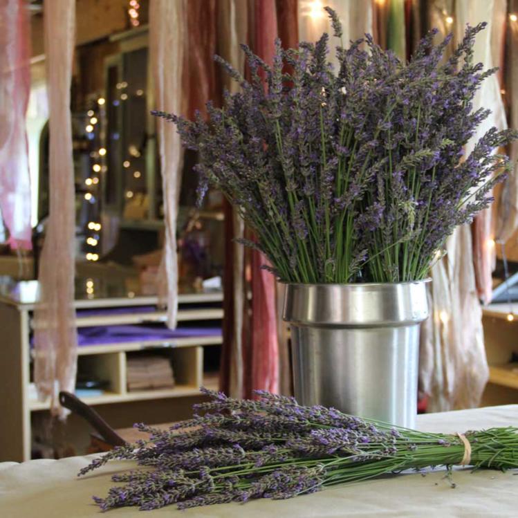 Peace Valley Lavender Farm (Brooke blog)