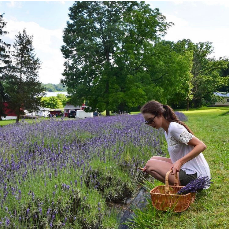 Peace Valley Lavender Farm (Brooke blog)