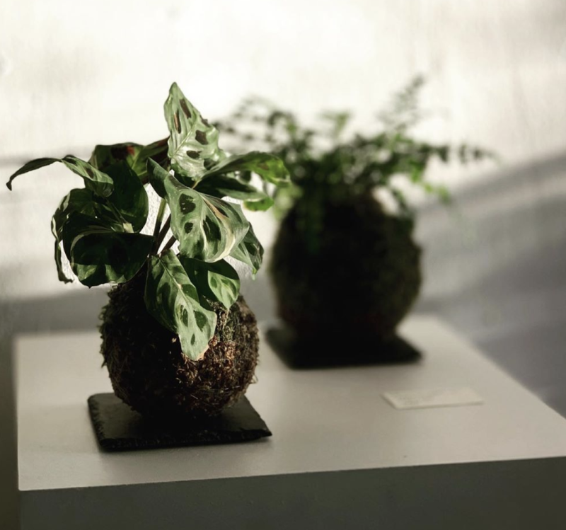 A monstera plant sits balled-up in the Japanese tradition of Kokedama at Oakland's Of Soil and Moss 