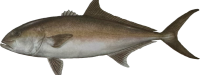 Amberjack