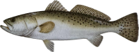 Spotted Trout