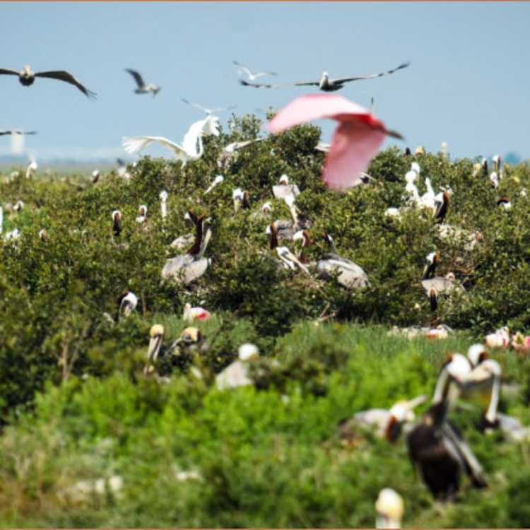 Outdoor Birds