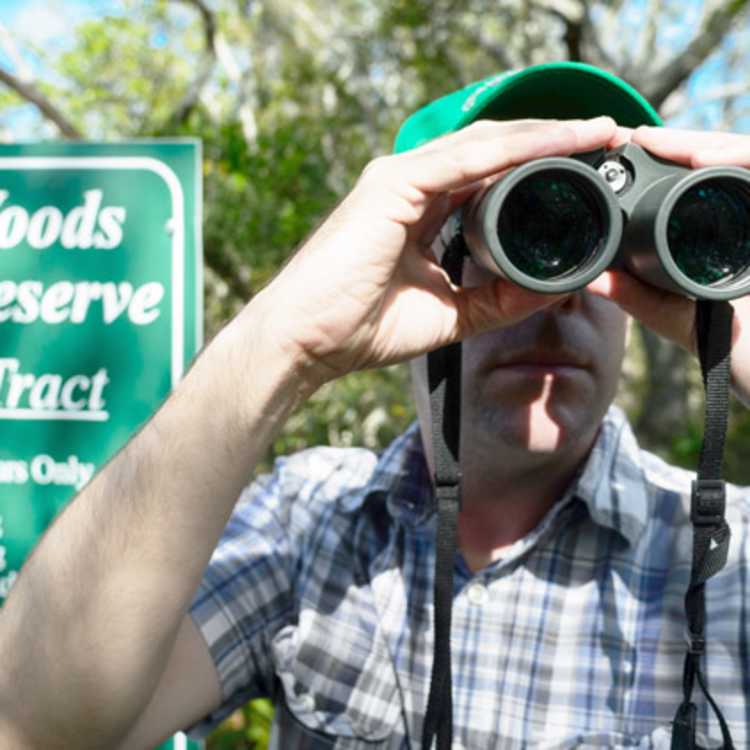Bird watching