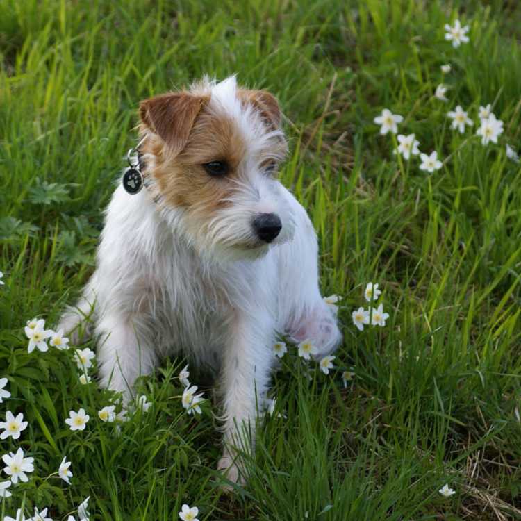 Dog Parks in Jefferson Parish