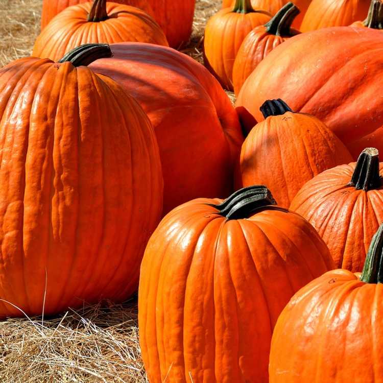 Pumpkins
