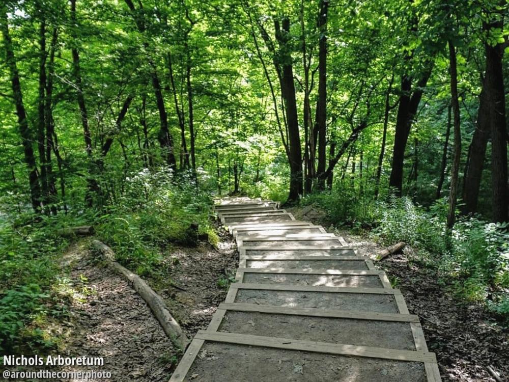 Nichols Arboretum steps